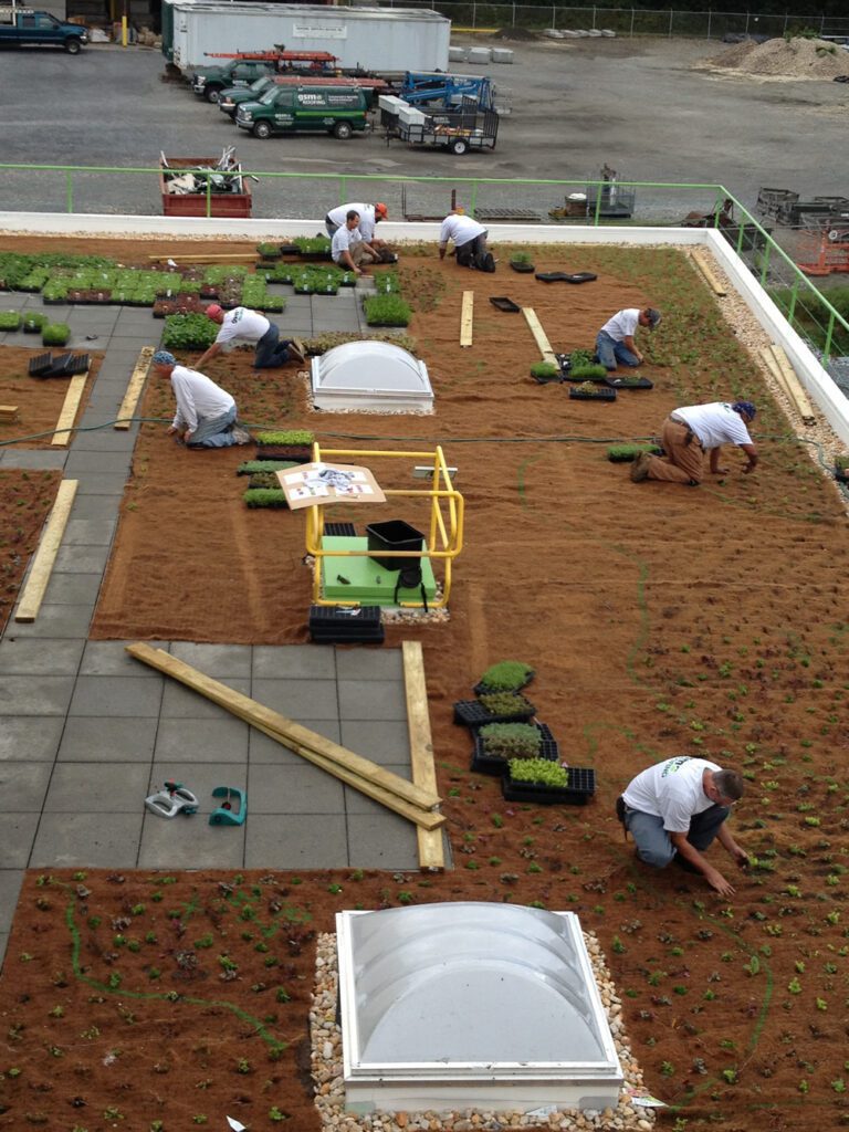 Installing a green roof