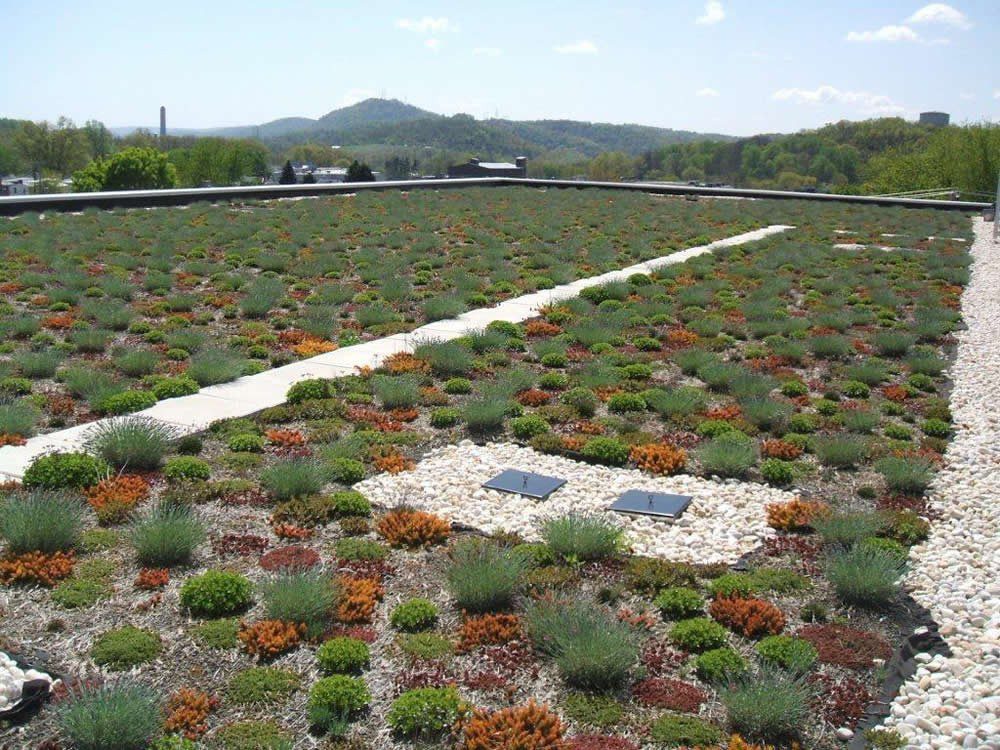 Green roof installation by GSM Roofing at Millmont Elementary School