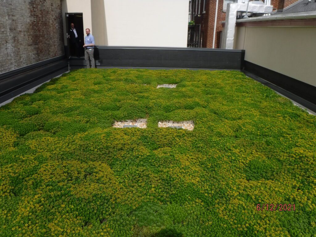 Blue Roof 6 months after installing Sedum Carpet - American Hydrotech Blue Roof Project 