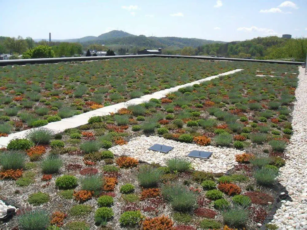 Vegetative Roof Installation at Millmont Elementary School